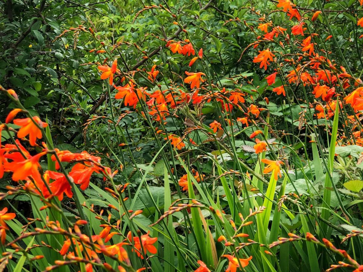 Niblick Bed & Breakfast Bantry Eksteriør bilde